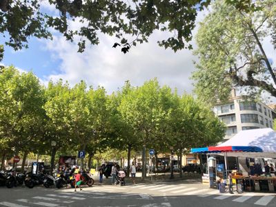 L’Ajuntament de Solsona aplica un tractament fitosanitari a l’arbrat de la plaça del Camp