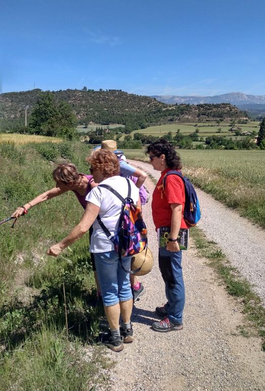 L’Ajuntament solsoní proposa a la gent gran reprendre l’activitat de passeig per la natura  