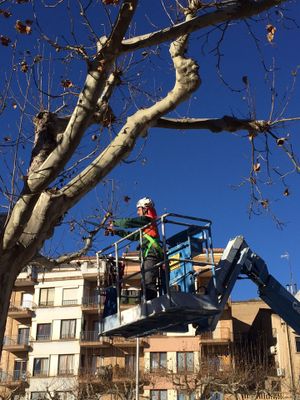 L’expert en arboricultura Josep Selga parlarà a Solsona de la poda dels arbres urbans