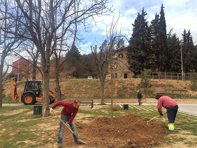 L’expert Josep Selga parlarà a Solsona de l’arbrat urbà