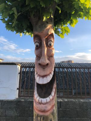 Solsona converteix en peces escultòriques arbres urbans que s’han de tallar  