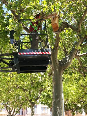 Solsona instal·la caixes niu per a ocells i ratpenats en quatre zones del nucli urbà