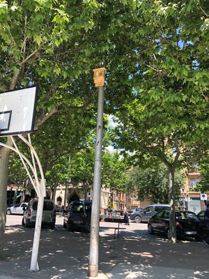 Solsona instal·la caixes niu per a ocells i ratpenats en quatre zones del nucli urbà