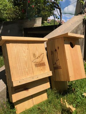 Solsona instal·la caixes niu per a ocells i ratpenats en quatre zones del nucli urbà