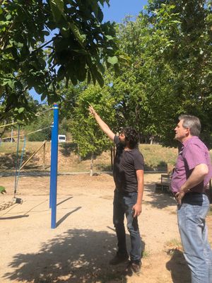 Solsona opta per la plantació d’arbres per crear ombres als parcs infantils