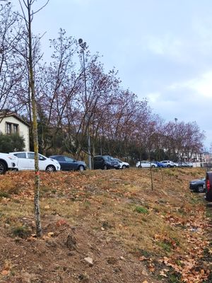 Entre altres indrets, s'han plantat arbres al parc de la Cabana del Silo i a l'aparcament de Setelsis i Arrels II