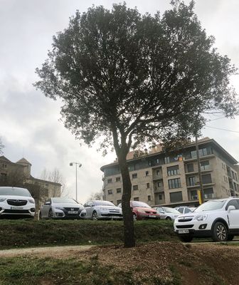 Solsona trasplanta alzines i roures afectades pel canvi de traçat de la carretera de Sant Llorenç