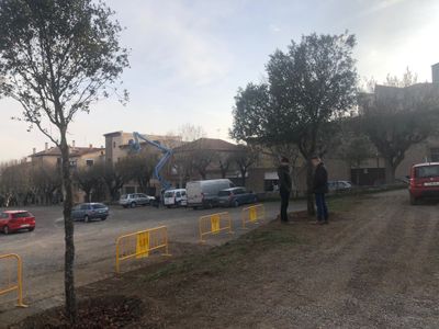 Solsona trasplanta alzines i roures afectades pel canvi de traçat de la carretera de Sant Llorenç