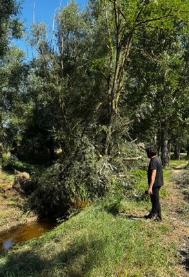 Retirada d'arbres al torrent de Ribalta