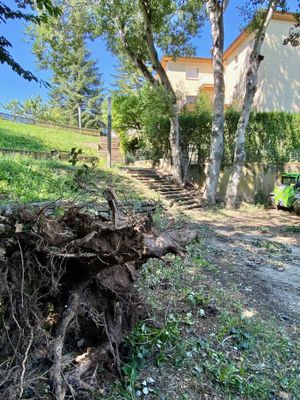 Retirada d'arbres al torrent de Ribalta