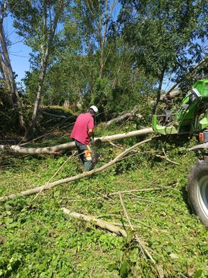 Retirada d'arbres al torrent de Ribalta